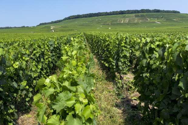 Owner-growers in France’s Champagne region are increasingly  "disrupting" the making of bubbly.