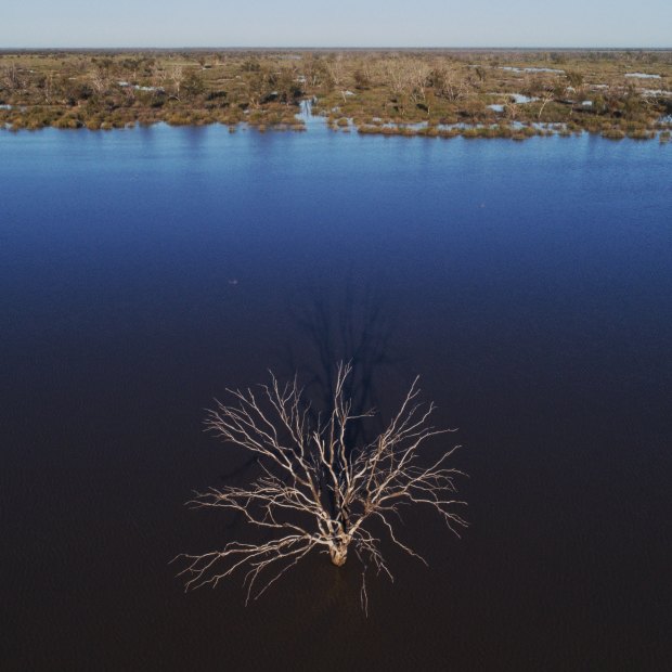 The Narran Lakes are a terminal wetlands in northern NSW, relying on flows from the Condomine-Balone system, one of the largest in the Murray-Darling Basin.