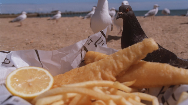Is there anything better than fish and chips on the beach? The seagulls (and pigeons) don't think so.