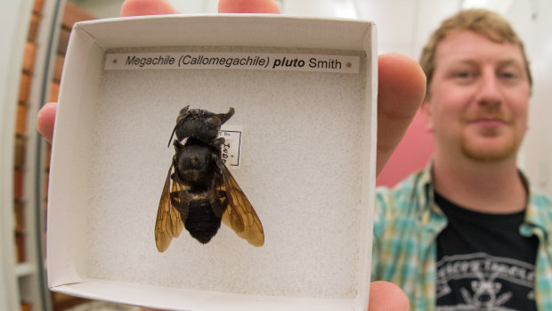 One of the expedition members, Eli Wyman, holds Wallace's original specimen.