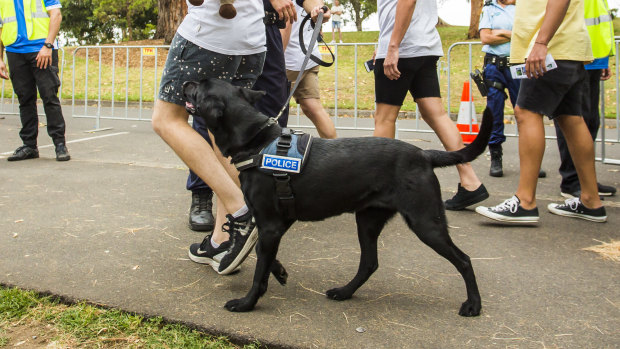 Drug detection dogs will be in force at the concert on Saturday night. 