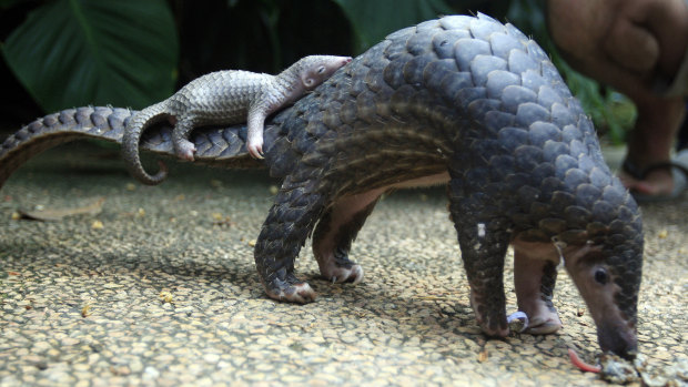 A pangolin carries its baby in a Bali zoo. Pangolin scales are in high demand in Asia for use in traditional Chinese medicine. 