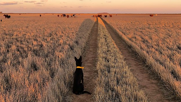 Happy cows on the Wooleen lake. Pippa decides whether she wants to be a cattle dog. 