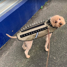 Four-year-old Charlie now wears a dog harness on walks after a traumatic dog attack earlier this year.