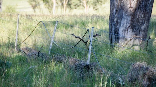 While the phone line used to be underground, it has been hanging from a landholder's fence for years.