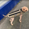 Four-year-old Charlie now wears a dog armour vest on walks after a traumatic dog attack earlier this year.