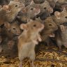 Stand down Pied Piper, the mouse plague isn’t coming to Sydney