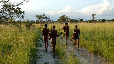 Kalahari Bushmen, indigenous hunter-gatherers of southern Africa, are struggling to survive.