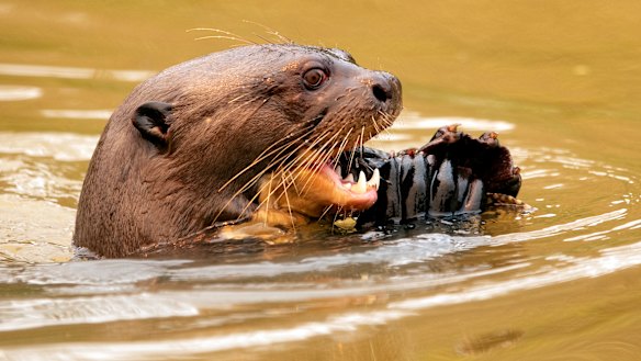 An otter eats a fish at the Encontro das Aguas park at the Pantanal wetlands near Pocone, Mato Grosso state.