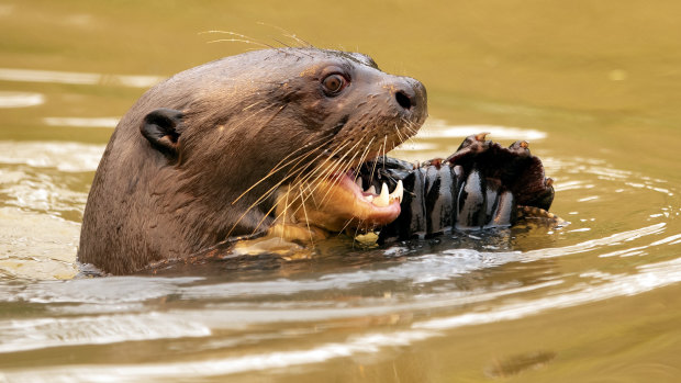 An otter eats a fish at the Encontro das Aguas park at the Pantanal wetlands near Pocone, Mato Grosso state.