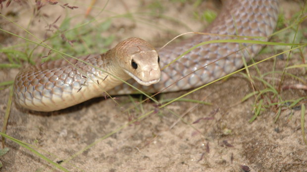 An eastern brown snake, whose bite can kill a human within a few hours.