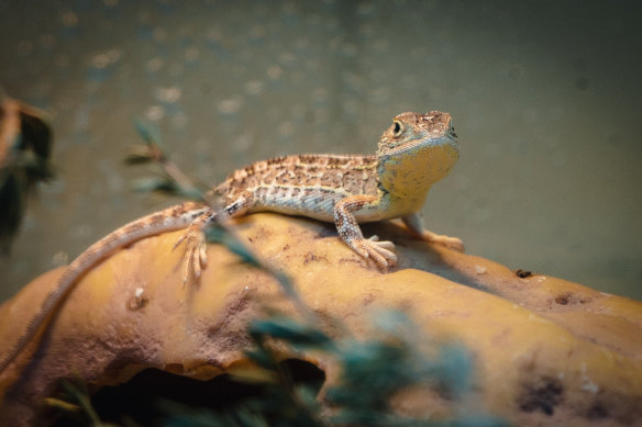 The Victorian grassland earless dragon was last sighted in 1969.