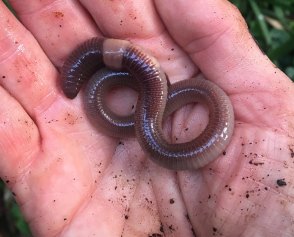 Kathy Holowko holds an earthworm.