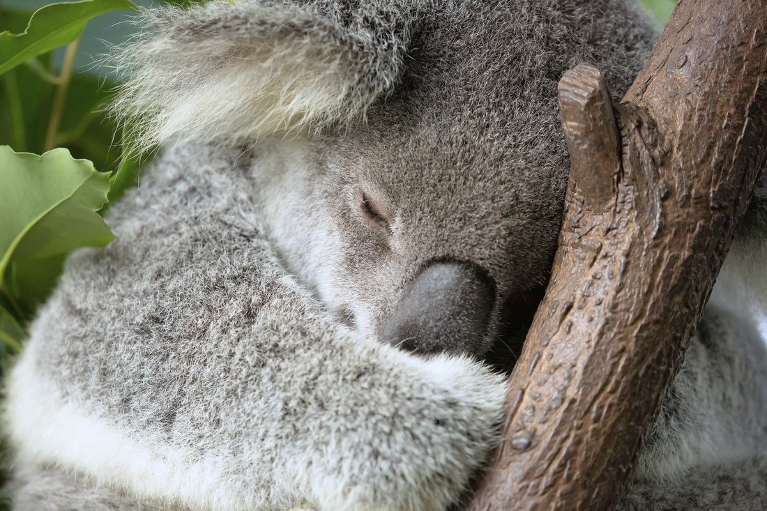 Danielle Clode’s ‘Koala A Life in Trees’ examines our relationship