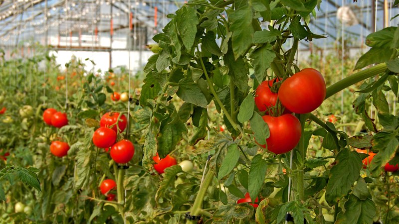 Veggie grower Comfresh's financials revealed as it mulls IPO