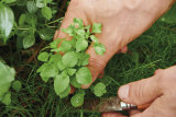Chickweed can be used in everything from sandwiches and salads to smoothies