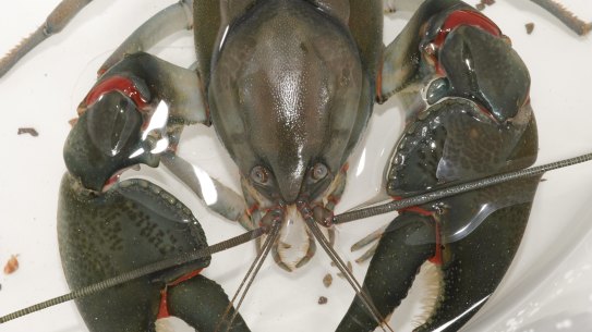 A swamp yabby lives in deep burrows under the ground and only comes out when it is wet. Unlike the common yabby, it does not necessarily live close to waterways. 