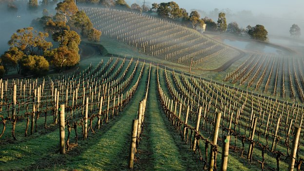 Coldstream Hills winery, Yarra Valley, Victoria.