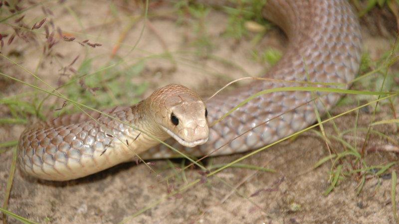 How snake venom could save lives on the battlefield and the hospital bed