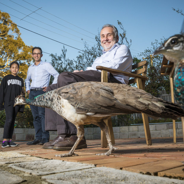 Nick DeWan,  Demi and George Katheklakis, and Tim DeWan are fond of the peafowl that visit their Narrabundah homes. 