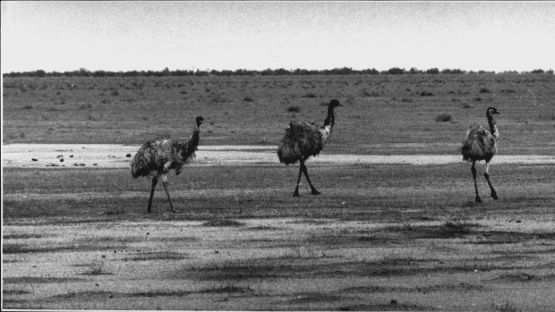 From the Archives, 1932: The Great Emu War begins