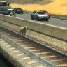 Runaway sheep shot on Kwinana freeway after evading capture