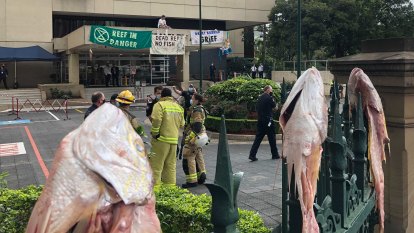 Parliament protest has activist on the roof and dead fish on the fence