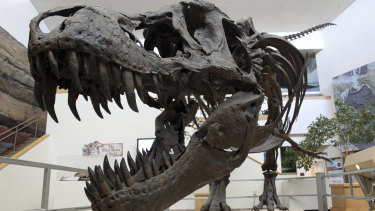 New research released on Friday captures a fossilised snapshot of the day nearly 66 million years ago when an asteroid hit Earth, fire rained from the sky and the ground shook far worse than from any modern earthquake. It was the day that nearly all life on Earth went extinct, including the dinosaurs, such as Tyrannosaurus rex. 
