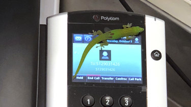 The gecko on a phone at the Marine Mammal Centre in Kailua Kona, Hawaii.