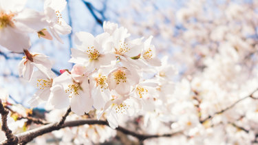 CherryHill Blossom Festival.