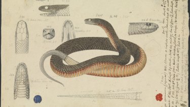 What To Do If You See A Snake And Where Is This Likely To Happen