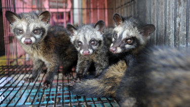 Civet cats for sale at a market in Bali.