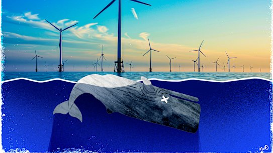 A common misinformation meme is offshore wind turbines hurting whales.