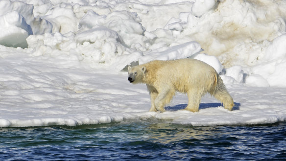 A polar bear in Alaska.