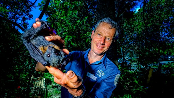 Parks Victoria's Stephen Brend with a flying fox. 