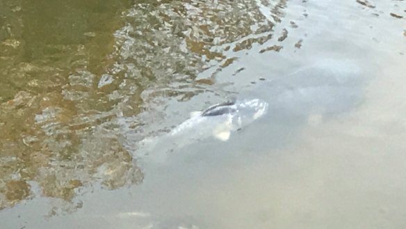Ailing fish were still turning up in the Menindee region of the Darling River on Saturday, days after the region's third large fish kill in about five weeks.