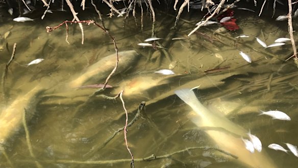 More of the fish found dead at Menindee on the Darling River on Monday, January 28.