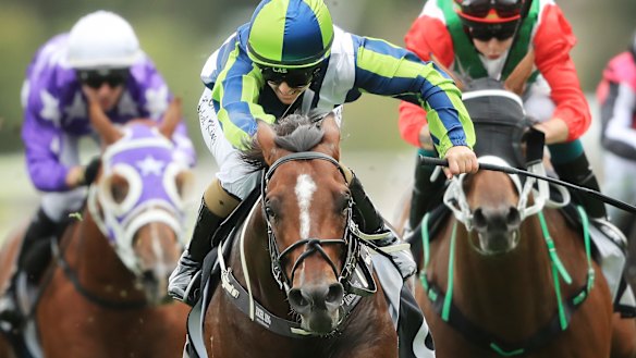 ‘He’s only going to get better’: Rachel King drives Brandenburg to the line in the Hobartville Stakes.