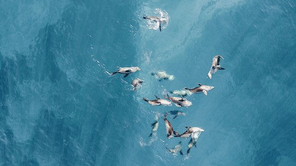 Seals spotted on the light to light walk in Ben Boyd National Park.