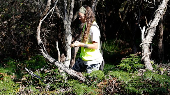 A volunteer searches along the Tyagarah Nature Reserve