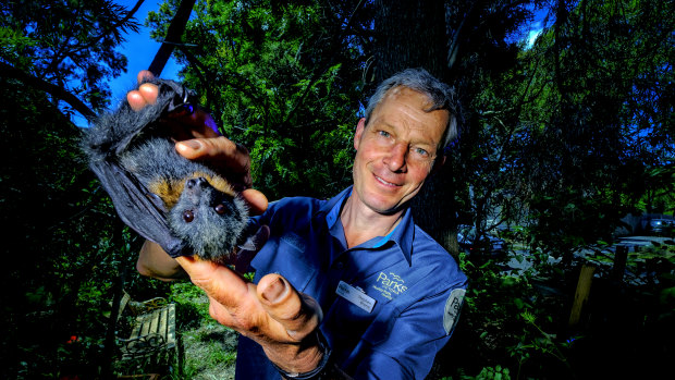 Parks Victoria's Stephen Brend with a flying fox. 