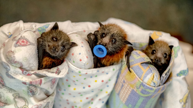 The next bat generation: newborn flying foxes under the care of Parks Victoria.