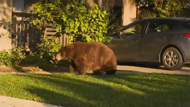 This image provided by KTTV FOX 11 shows a bear walking on the front yard of a home in Monrovia, California.