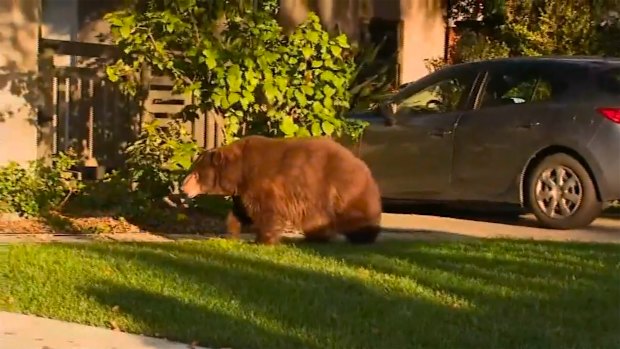 This image provided by KTTV FOX 11 shows a bear walking on the front yard of a home in Monrovia, California.