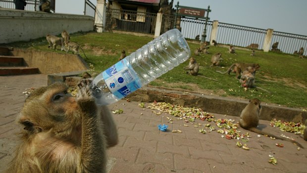 Monkeys have overrun Lopburi, Thailand. in a search for food. Normally they're fed by tourists visiting the temple where they live.