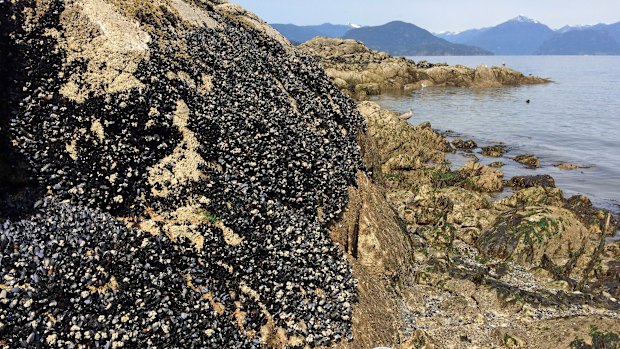 Mussels on a dock in France. A cancer afflicting mussels originated off the Pacific coast of Canada, but then crossed into other species in Europe and South America. 