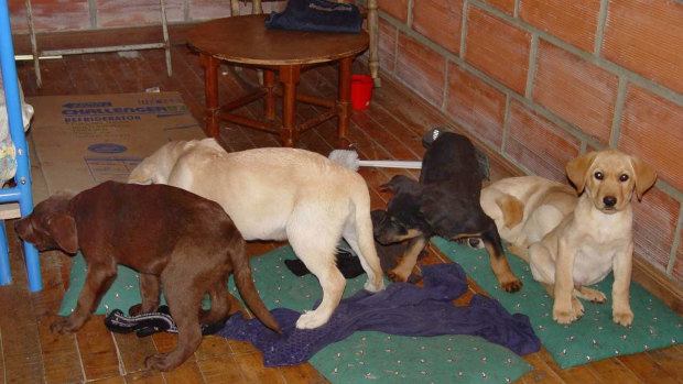 A 2005 photo showing puppies rescued from a farm in Colombia destined for use by vet Andres Lopez Elorez, who worked for a drug-trafficking ring. 