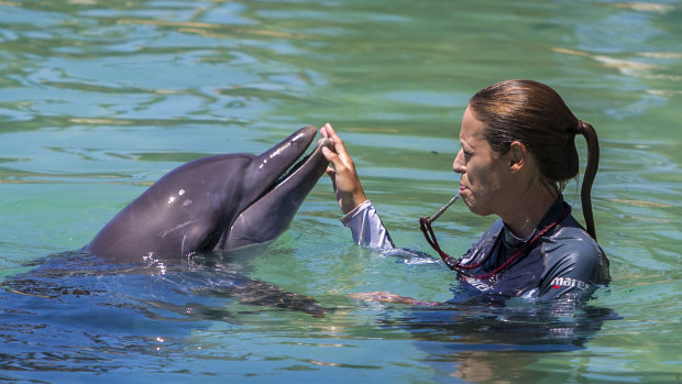 A trainer works with a dolphin at Seaworld on the Gold Coast.