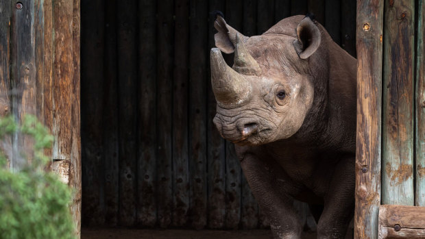 A rhino is freed into an enclosure on its arrival at the Zakouma National Park in Chad, in May.