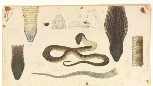 Tiger snake by 19th-century illustrator Arthur Bartholomew.